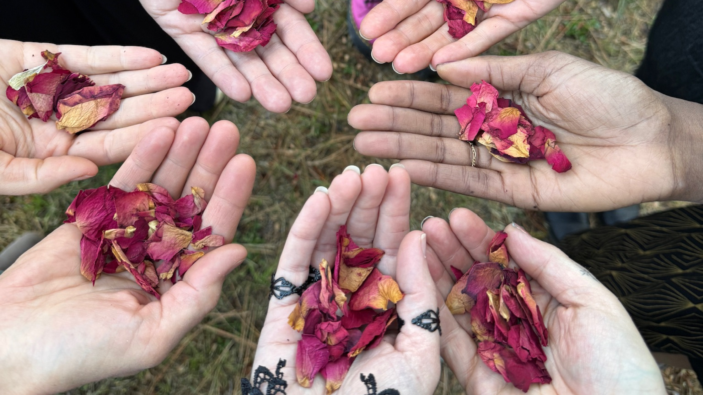 Hands holding dried rose petals outdoors, representing overwintering, quiet healing, and the unseen work of taking root.